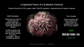 thumvidpost – Sea Anemone tears itself into 2 over 12 hours (1min timelapsed)