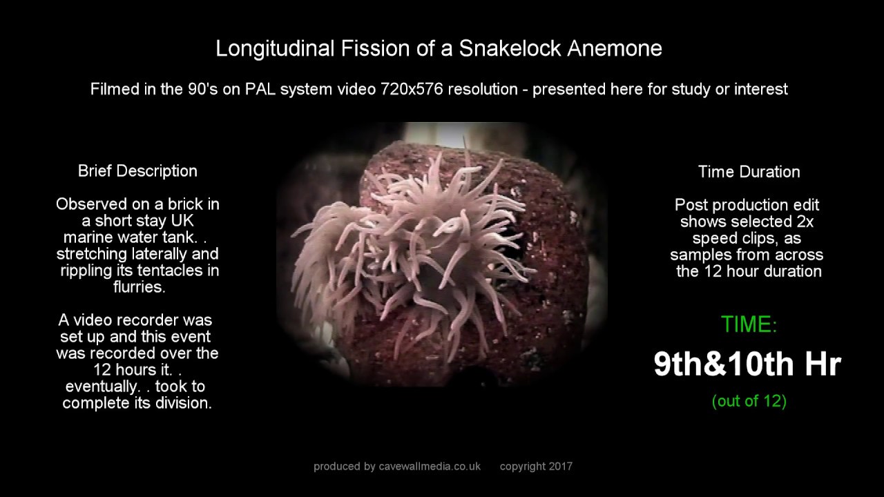 image contains: a film frame with snakelock anemone