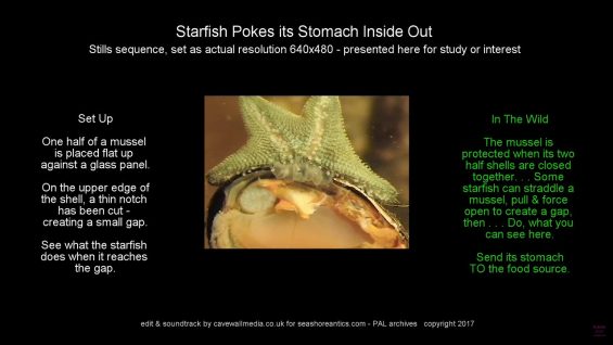 preview-starfish-stomach-03