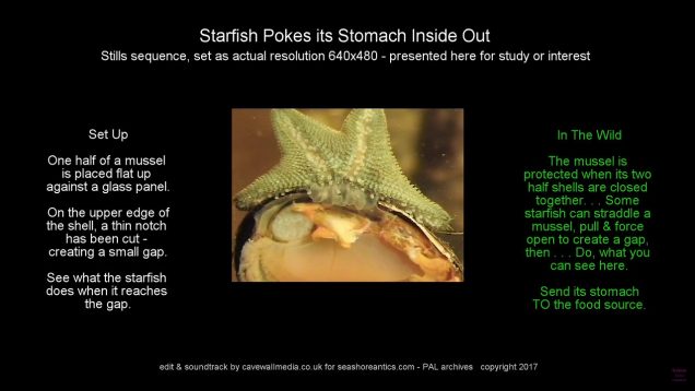 starfish-pokes-its-stomach-inside-out