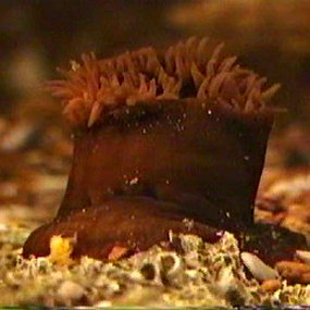 cast-anemone-beadlet-285