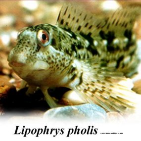 common blenny resting on bottom