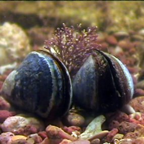 two common mussels on bottom