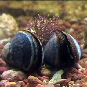 common mussel