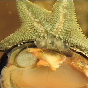 underside of cushion starfish