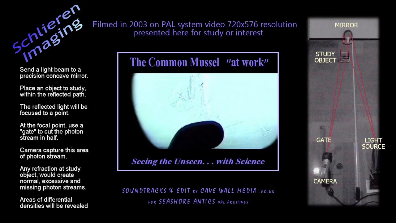 image contains: a film frame with common mussel filter feeding