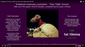 preview-anemone-loco-01