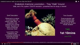 preview-anemone-loco-03