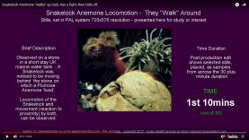 preview-anemone-loco-04